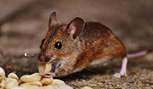 24 Hour & Emergency Exterminators in Mountain View, OK
